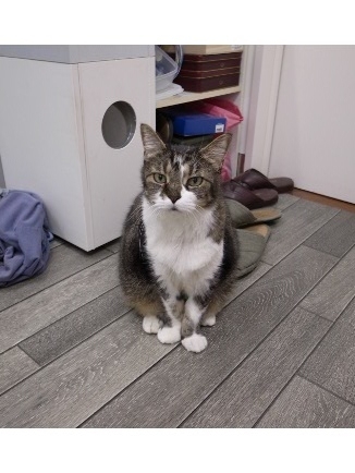 株式会社ねこねこエンジニアリング