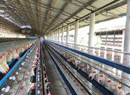 ありがたいことに2018年秋から始めた養鶏事業は、現在4つの養鶏場が稼働するまでになりました。