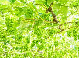 インフラエンジニア*定着率95％*フルリモ有/在宅率70％*前職給与保証*案件完全選択制*50代活躍