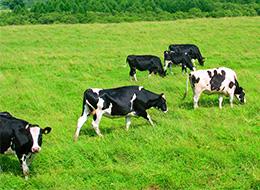 人口の3倍、4倍もの牛が暮らしている陸別町。牛のお世話をしながら、時間がゆっくり流れていく毎日です。